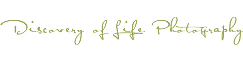 Discovery of Life Photography, LLC